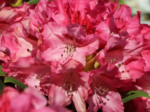 Рододендрон Снизи - Долина роз фото 3