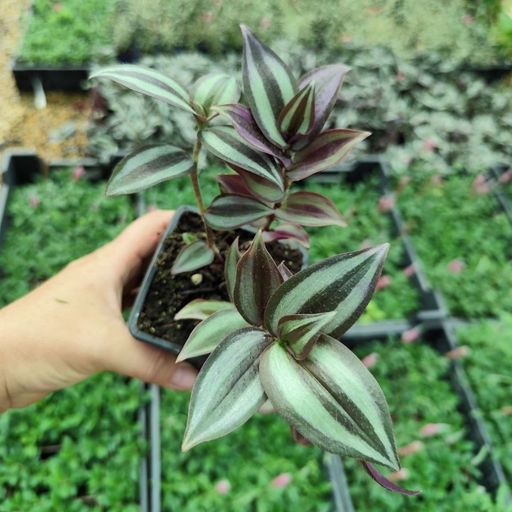 Традесканция Зебрина - Долина роз фото 5