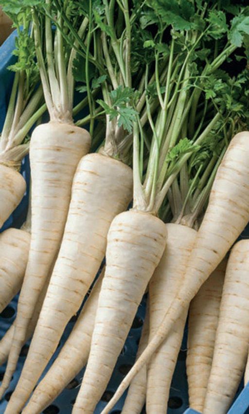 Петрушка корневая БЕРЛИНСКАЯ Немецкая селекция! Корнеплоды до 20 см, ароматные! Для консервирования, супов и белых соусов!