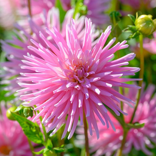 Георгина Парк Принцес бордюрная - Долина роз фото 3