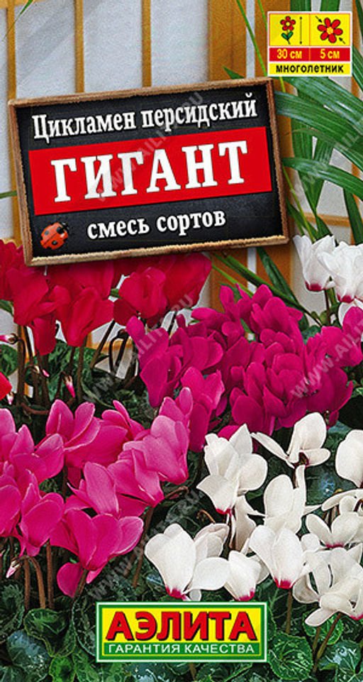 1871A Цикламен персидский Гигант, смесь сортов 3шт