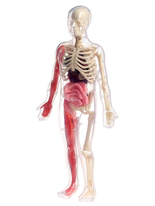 Набор для опытов по анатомии Строение тела, светится в темноте, с мягкими органами - Эврики фото 6