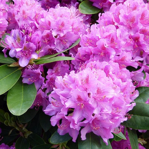 Рододендрон Пинк Пурпл Дрим - Долина роз фото 4