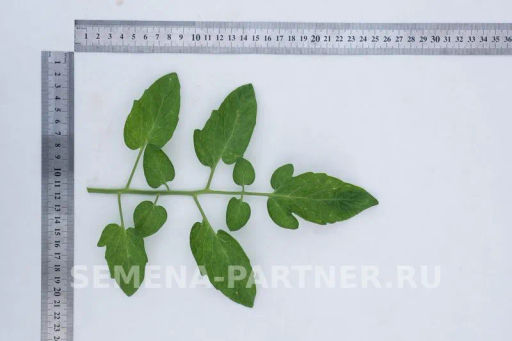 Томат Малиновый Земледелец - Партнер фото 5