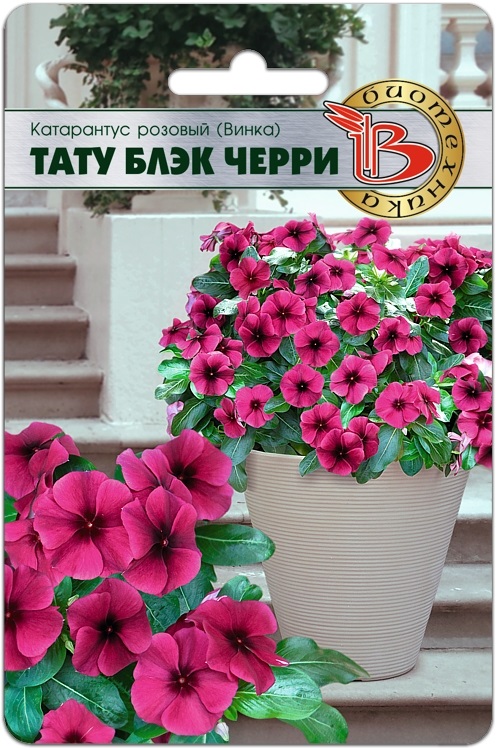 Катарантус розовый (Винка) Тату Блэк Черри