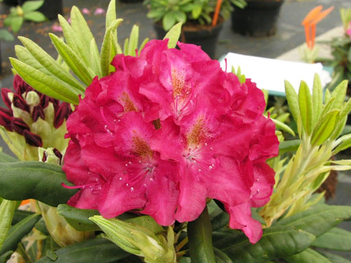 Рододендрон Kazimierz Wielki, Royal Scarlet (Казимира Вилки, Роял Скарлет) - Долина роз фото 3