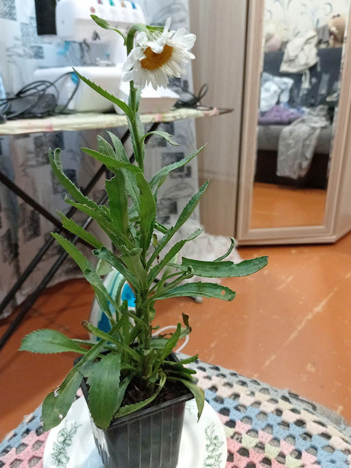 Ромашка садовая