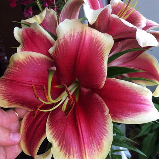 ЛИЛИЯ Африкан Леди Разбор 12/14 Кол-во упак., шт 5