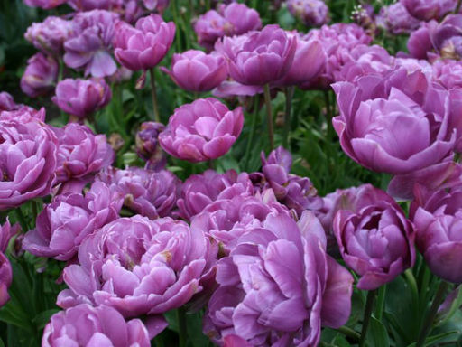 Тюльпан Lilac Perfection (Лайлек Перфекшн) - Долина роз фото 3