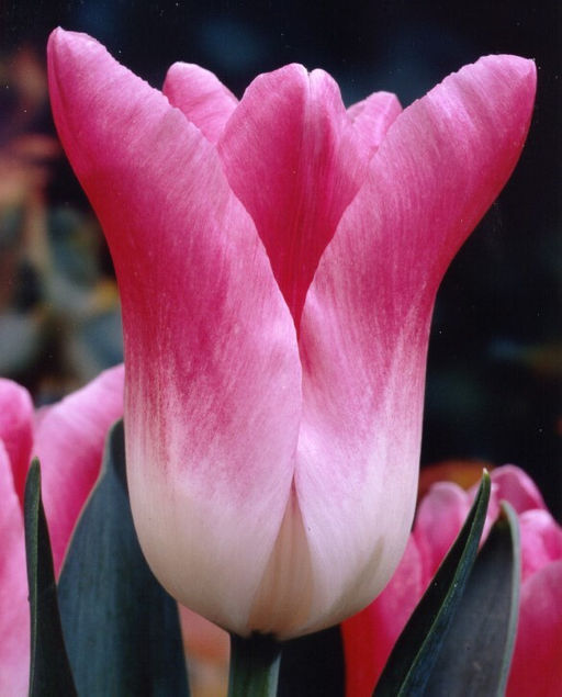 Тюльпан Royal Ten (Триумф) - Голландские луковицы фото 2