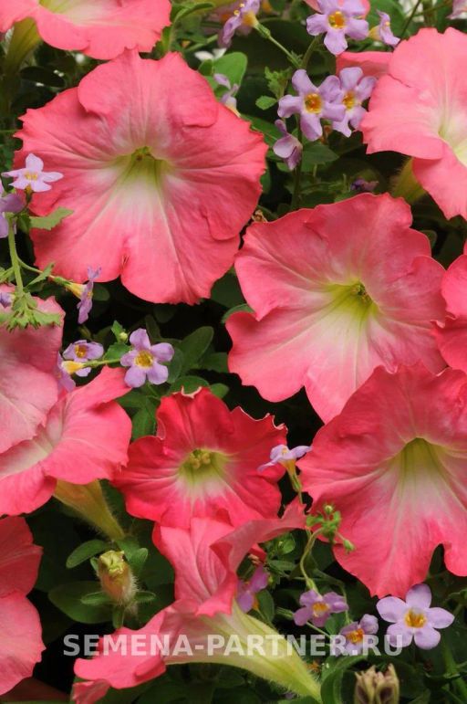 Петуния Изи Вэйв Рози Доун каскадно-ампельная розовая - Партнер фото 2