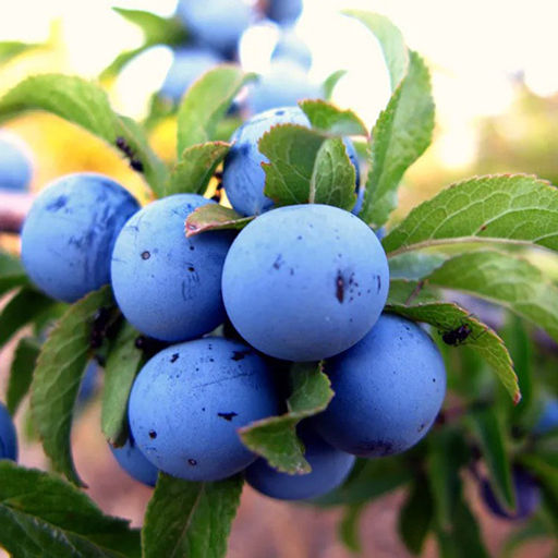 Удобрение органическое для косточковых ЧерриГарден Органик Микс 850 гр - Органикмикс фото 6