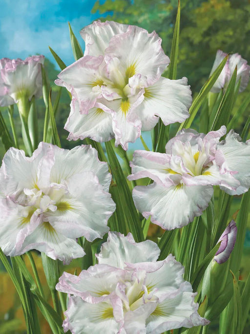 Ирис Lady in Waiting (Мечевидный, махровый) - Голландские луковицы фото 2