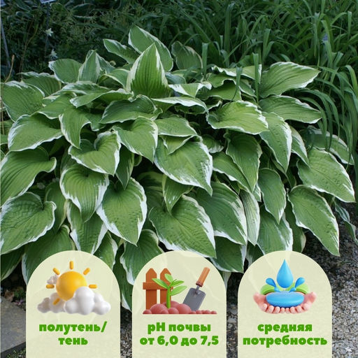 Хоста Антиох