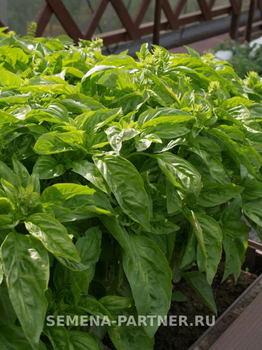 Базилик овощной Мистер Грин - Партнер фото 2