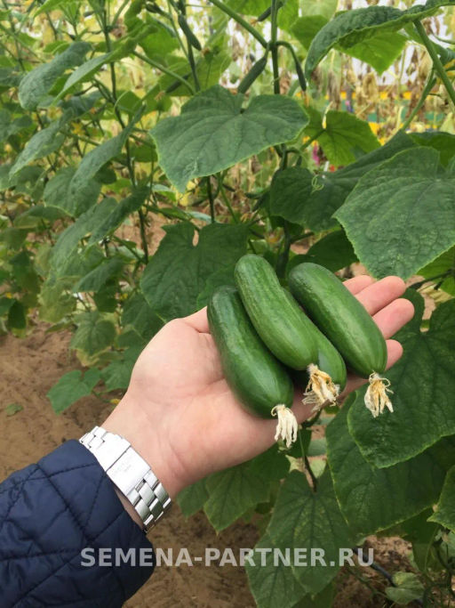 Огурец партенокарпический Герольд - Партнер фото 3