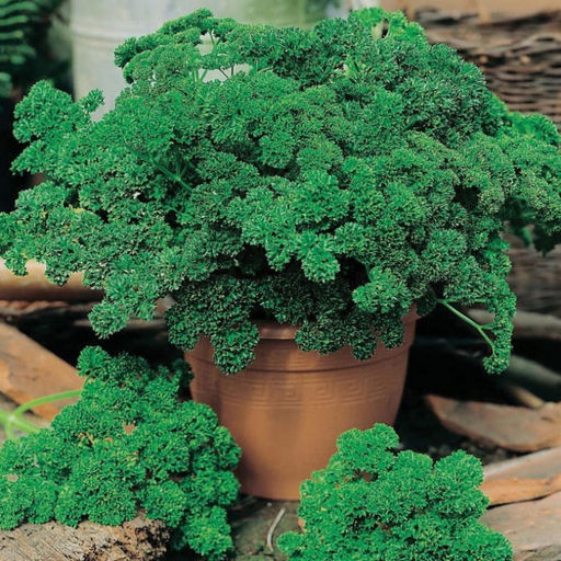 6224U Петрушка Кучерявец 1гр