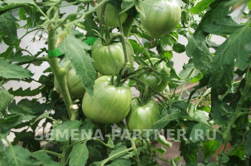 Томат Фиолетовое Сердце - Партнер фото 8