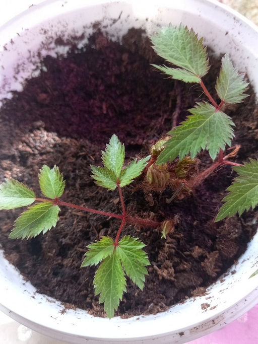 Астильба Арендса Фанал