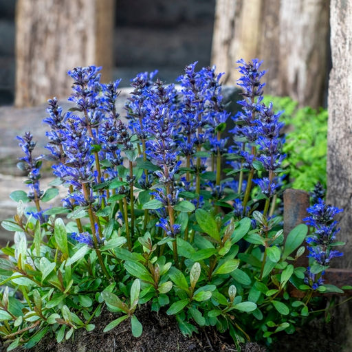 Живучка ползучая Чоклейт Чипс