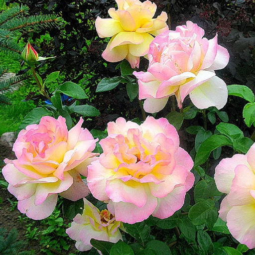 R130 ГЛОРИЯ ДЕЙ - Семинис фото 2