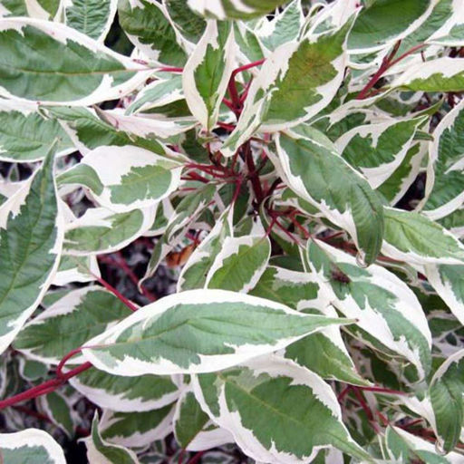 Дерен белый "Элегантиссима" 3 года ЗКС тара 2л