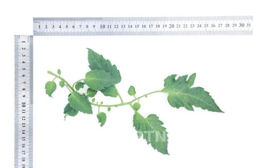 Томат Черри Дюкре - Партнер фото 4