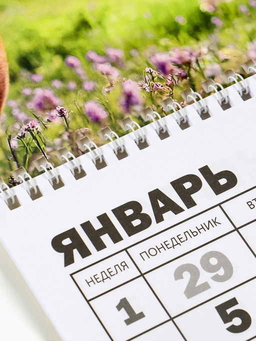 Календарь настенный квартальный 2026 «Лошадь с котенком», 30×46 см