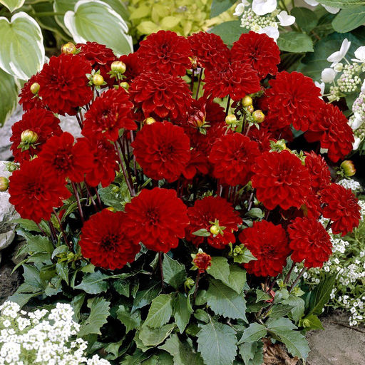 ГЕОРГИНА Гэллери Зингер Разбор I Кол-во упак., шт 1