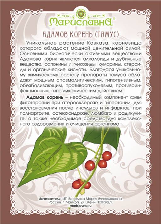 Адамов корень (тамус) - Мариславна фото 3