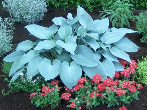 Хоста Канадиан Блю