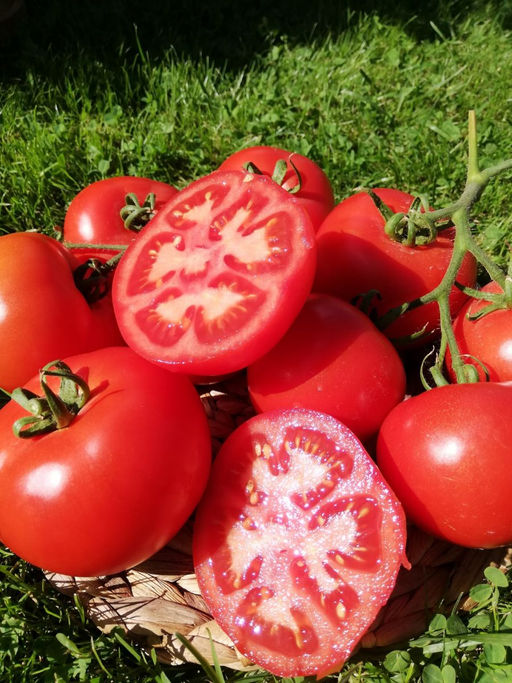 Томат КРАСНЫМ КРАСНО F1 Особо урожайный! Наши рекомендации! Сахаристая сладкая мякоть! Усыпан плодмами! - Уральский дачник фото 3