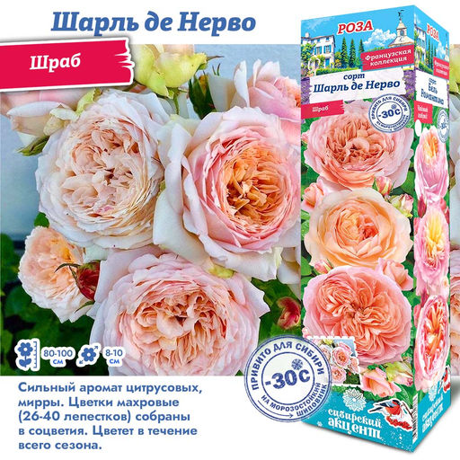 Роза Шарль де Нерво (Шраб) 1шт
