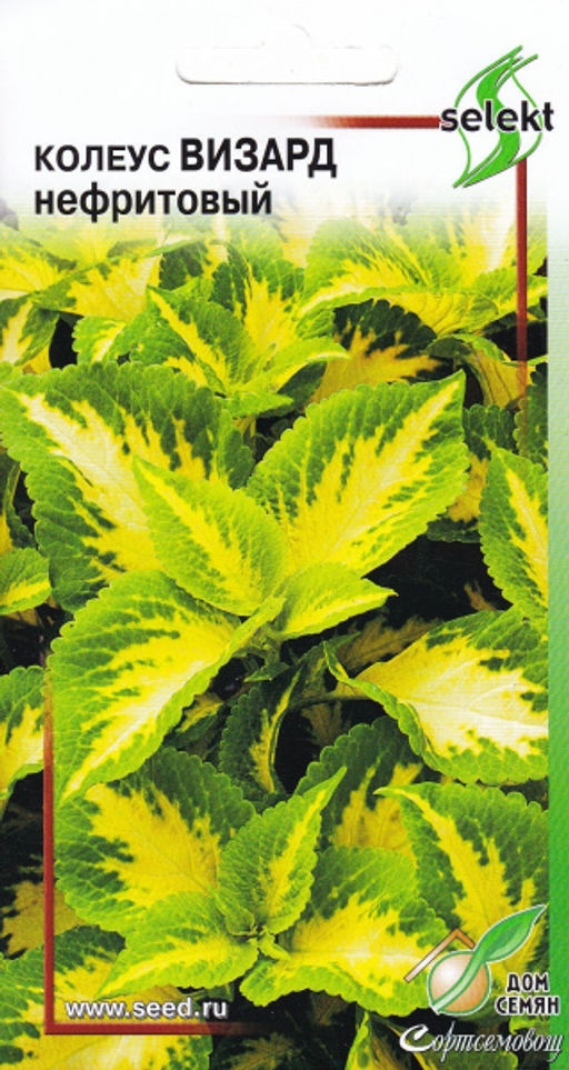 Колеус Визард, нефритовый