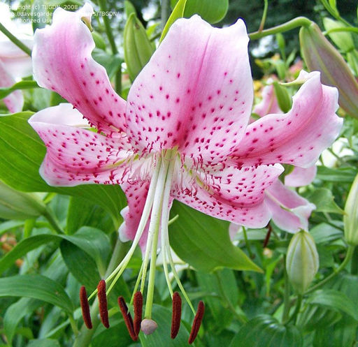 ЛИЛИЯ Сп. Рубрум Разбор 12/14 Кол-во упак., шт 5