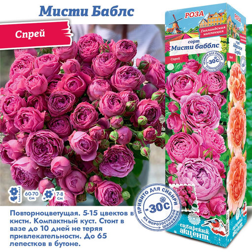 Роза Мисти Баблс (Спрей) 1шт