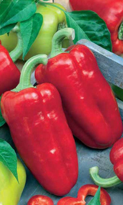 перец мишка на севере f1. перец сладкий мишка на севере f1 (уд) е/п. перец сладкий мишка на севере f1 уд. перец мишка на севере f1 (уд). перец мишка на севере f1 (уд).