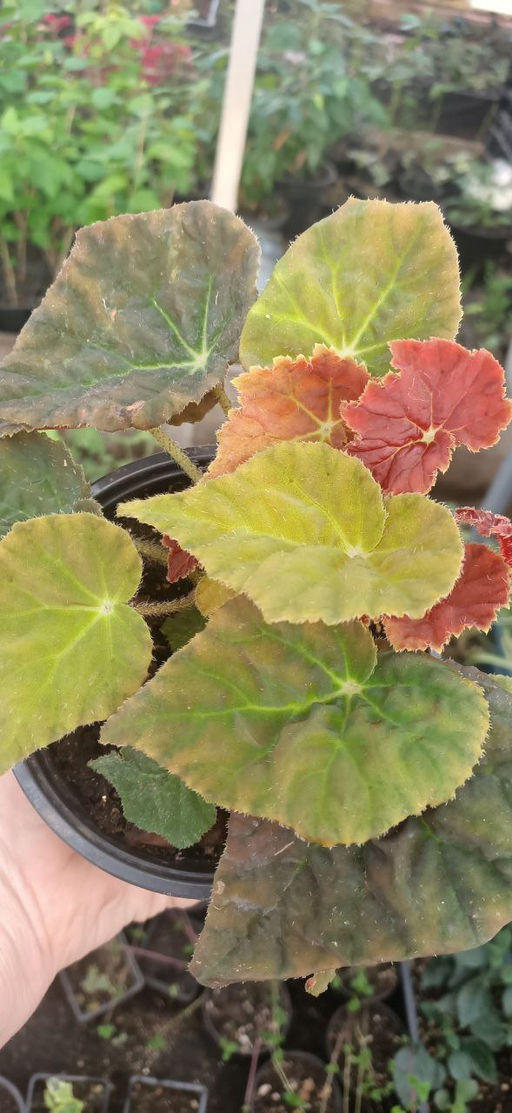 Бегония Autumn Ember, горшок D12 - 1000корней фото 2