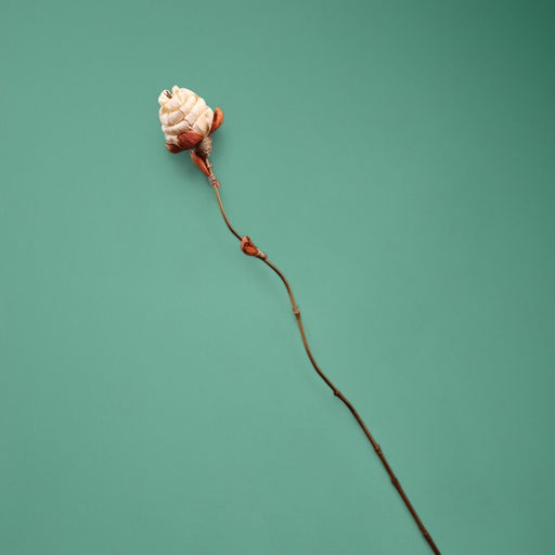 Сухоцвет на бамбуковом стебле, 150 см, белый