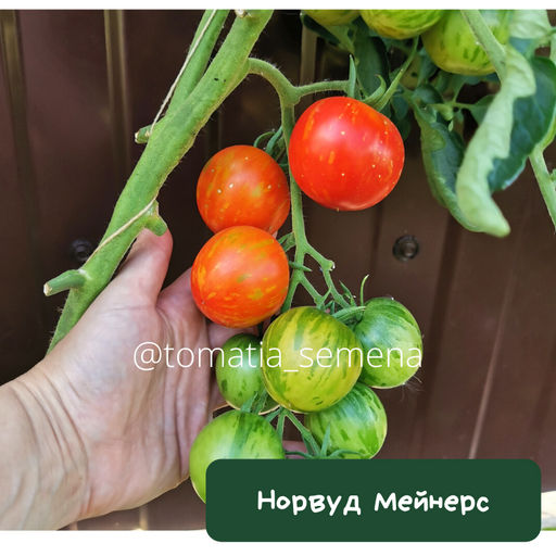 Норвуд Мейнерс - Tomatia фото 3