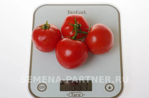 Томат Софа - Партнер фото 6