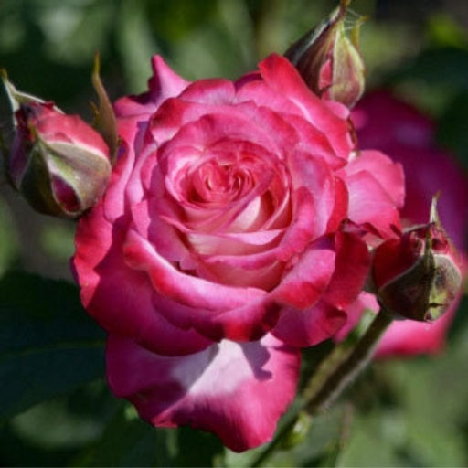 Роза Хайлендер чайно-гибридная - 1000корней фото 2