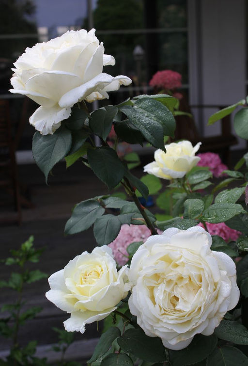 Роза Жанна Моро (чайно-гибридная) - 1000корней фото 2