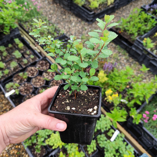 Спирея Вангутта (Невеста) - Долина роз фото 3