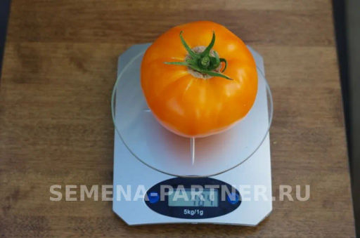 Томат Тропиканка - Партнер фото 8