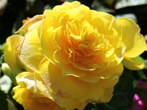 Роза Баттеркап