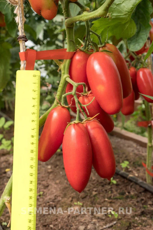 Томат Дамский Каприз - Партнер фото 6