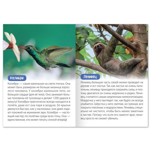 Обучающая книга Животные Южной Америки, 20 стр. - Буква-ленд фото 2