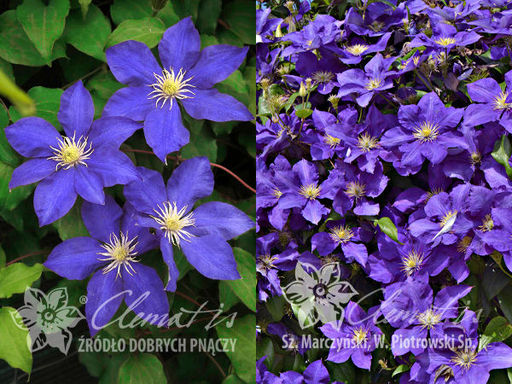 Клематис Lady Betty Balfour (Леди Бетти Балфор) - Долина роз фото 3