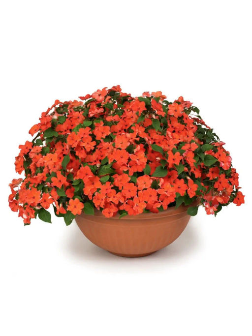 Бальзамин Уоллера крупноцветковый Оранж Краун - Партнер фото 4
